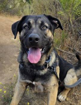 TOMMY -  German Shepherd Dog Dog Available for Adoption in Chula Vista, California - TOMMY | PetCurious