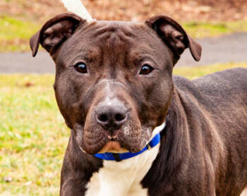 Rescue Mixed Breed Dogs for Adoption in West Chester, Pennsylvania - Skunk | PetCurious