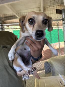 Opal -  Chihuahua and Terrier Dog for Adoption in New York, New York - Opal | PetCurious