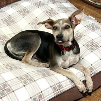 Dakota -  Whippet and Mixed Breed Dog for Adoption in Corpus Christi, Texas - Dakota | PetCurious