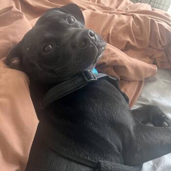 Duke -  Boxer and Labrador Retriever Dog for Adoption in Washington, District Of Columbia - Duke | PetCurious
