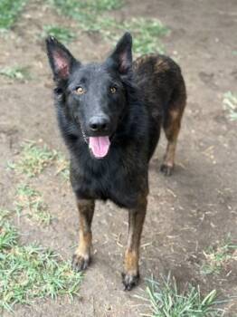 Rescue Belgian Shepherd Malinois and Mixed Breed Dogs for Adoption in Riverside, California - TILDA | PetCurious