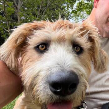 SCRUFFY -  Australian Shepherd and Poodle Dog for Adoption in Pleasanton, California - SCRUFFY | PetCurious