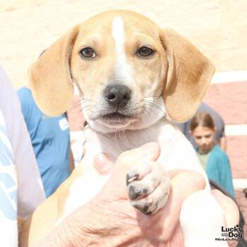 Rescue Hound Dogs for Adoption in Washington, District Of Columbia - Angie | PetCurious