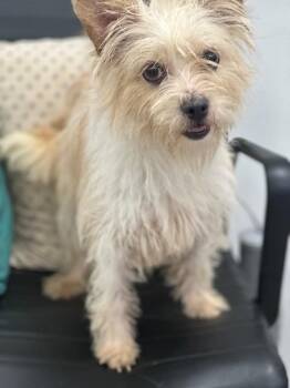 Reba -  Terrier Dog for Adoption in Cambridge, Maryland - Reba | PetCurious