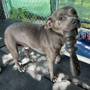 Edward -  American Staffordshire Terrier Dog for Adoption in Waynesville, North Carolina - Edward | PetCurious