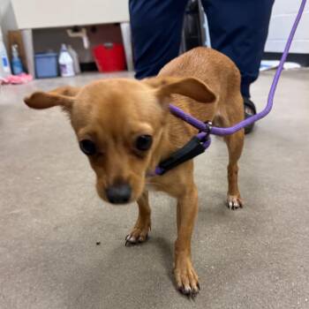 YORK-Stray-16774 -  Chihuahua Dog for Adoption in York, Pennsylvania - YORK-Stray-16774 | PetCurious