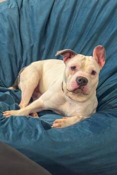 Billy Boy -  Mixed Breed Dog for Adoption in Cincinnati, Ohio - Billy Boy | PetCurious