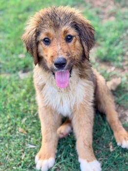 Nancy -  Golden Retriever and Labrador Retriever Dog for Adoption in Trenton, New Jersey - Nancy | PetCurious