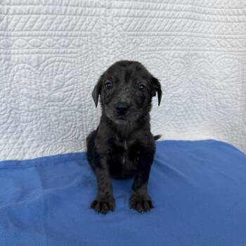 Spicy Mayo -  Terrier Dog for Adoption in Carencro, Louisiana - Spicy Mayo | PetCurious