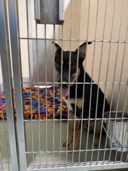 Ranger -  Shepherd and Mixed Breed Dog for Adoption in New Orleans, Louisiana - Ranger | PetCurious
