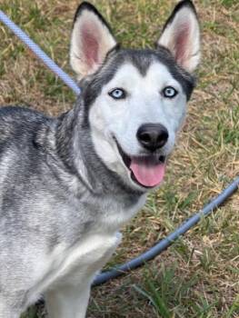 Rescue Husky Dogs for Adoption in Houston, Texas - Dakota | PetCurious