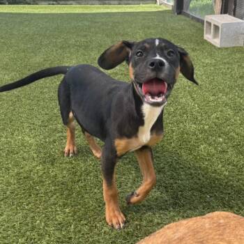 Skipper 7996 -  Mixed Breed Dog for Adoption in Loxahatchee Groves, Florida - Skipper 7996 | PetCurious