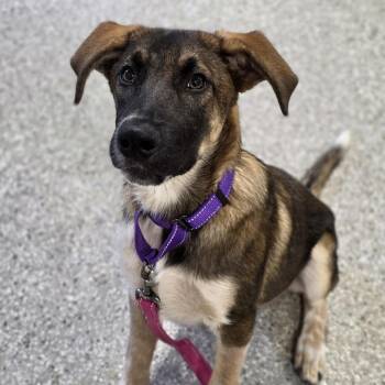 Burnt Toast -  Shepherd and Hound Dog for Adoption in Shepherdsville, Kentucky - Burnt Toast | PetCurious