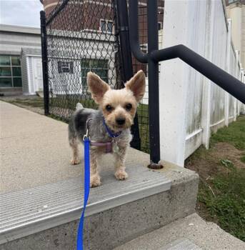 LILI -  Yorkshire Terrier Dog for Adoption in Boston, Massachusetts - LILI | PetCurious