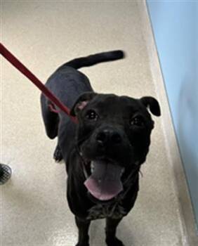 Rescue Labrador Retriever and Mixed Breed Dogs for Adoption in Newton, North Carolina - MARCUS | PetCurious