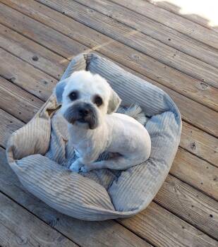 Casino -  Shih Poo Dog for Adoption in Oakland, California - Casino | PetCurious