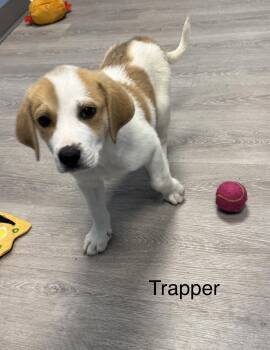 Coonhound and Great Pyrenees Dogs Available for Adoption in Ulster, Pennsylvania - Trapper | PetCurious