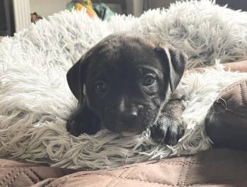 American Staffordshire Terrier and Boxer Dogs Available for Adoption - Lucy Van Pelt | PetCurious