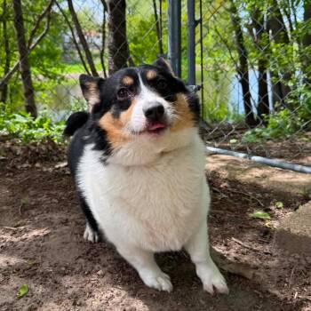 Corgi Dogs Available for Adoption - Fennec D11202 | PetCurious