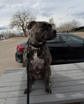 Pit Bull Terrier and Mixed Breed Dogs Available for Adoption in Longmont, Colorado - Kehlani | PetCurious