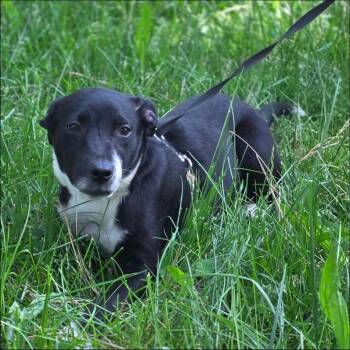Border Collie and Labrador Retriever Dogs Available for Adoption in Thompson Falls, Montana - Patty | PetCurious