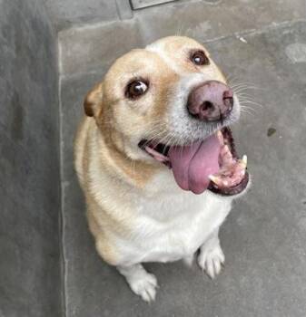 Raja -  Retriever and Mixed Breed Dog for Adoption in Fort Worth, Texas - Raja | PetCurious
