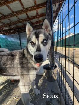 Husky Dogs Available for Adoption - Sioux | PetCurious