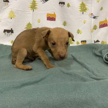 A614379 -  German Shepherd Dog Dog for Adoption in Modesto, California - A614379 | PetCurious