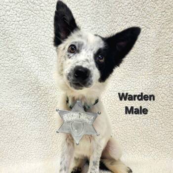Warden -  Border Collie Dog for Adoption in Rockville, Maryland - Warden | PetCurious