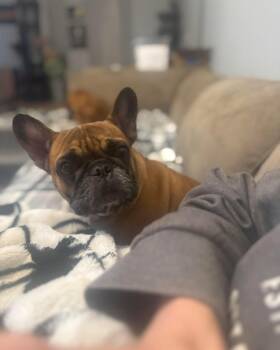 Rescue French Bulldog Dogs for Adoption in Deltona, Florida - Archie | PetCurious