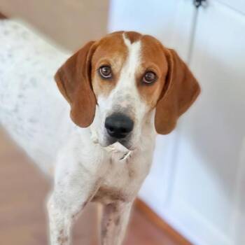 Kato (AL) -  English Coonhound Dog for Adoption - Kato (AL) | PetCurious