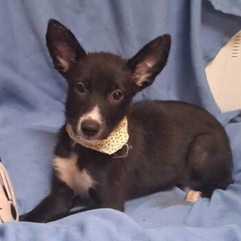 Dolly * -  Shepherd and Mixed Breed Dog for Adoption in Wadena, Minnesota - Dolly * | PetCurious