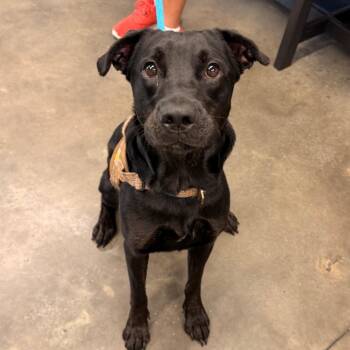 Buck -  Black Labrador Retriever Dog for Adoption in Tampa, Florida - Buck | PetCurious
