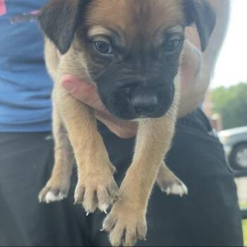 WV Puppy Sheldon -  German Shepherd Dog and Husky Dog for Adoption in Fairfax Station, Virginia - WV Puppy Sheldon | PetCurious