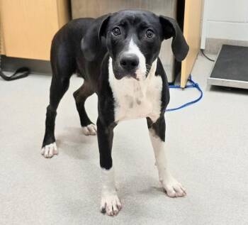 26-366 -  Hound Dog for Adoption in Lindenhurst, New York - 26-366 | PetCurious