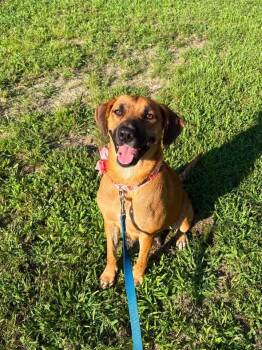 Gia Belle -  Black Mouth Cur Dog for Adoption in Berlin, New Jersey - Gia Belle | PetCurious