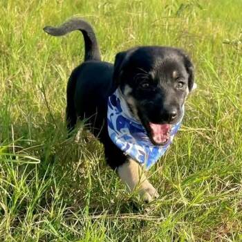 Moon -  German Shepherd Dog Dog for Adoption in Caldwell, Texas - Moon | PetCurious