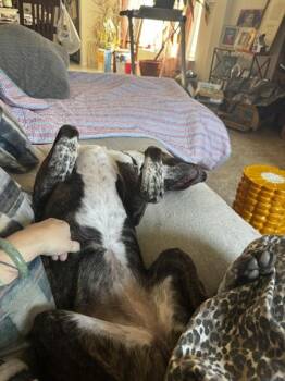 Catahoula Leopard Dog Dogs Available for Adoption - Bella Boo | PetCurious