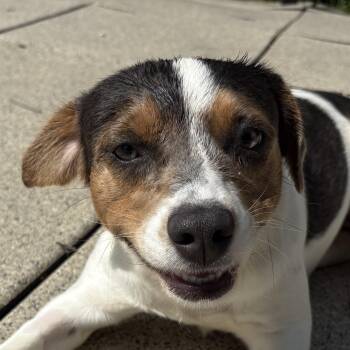 Sweet Cheeks -  Terrier Dog Available for Adoption in Auburn, Nebraska - Sweet Cheeks | PetCurious