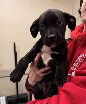 Staffordshire Bull Terrier and Mixed Breed Dogs Available for Adoption - LUCKY CHARMS | PetCurious