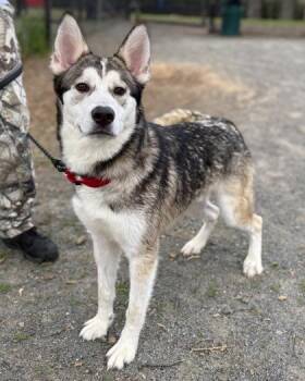 Mixed Breed Dogs Available for Adoption in Fairfax, Virginia - Ferret | PetCurious