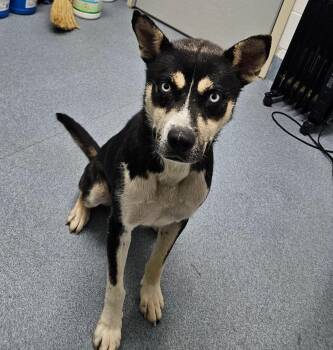 Jayce -  Mixed Breed Dog for Adoption in Suffolk, Virginia - Jayce | PetCurious