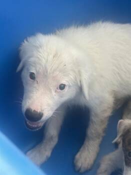 Snow~FOSTER or FOSTER TO ADOPT NEEDED~ -  Terrier Dog for Adoption in Minneapolis, Minnesota - Snow~FOSTER Or FOSTER TO ADOPT NEEDED~ | PetCurious