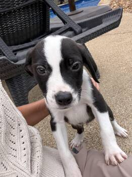 German Shorthaired Pointer and English Pointer Dogs Available for Adoption - Shoney  | PetCurious