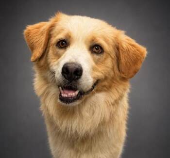 Sunny (HW+) -  Great Pyrenees and Golden Retriever Dog for Adoption in Bowling Green, Kentucky - Sunny (HW+) | PetCurious
