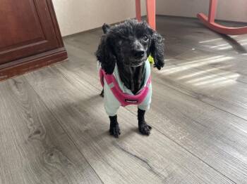 Poppy -  Poodle Dog for Adoption in Chattanooga, Tennessee - Poppy | PetCurious