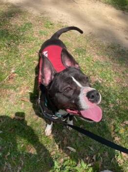 Mixed Breed Dogs Available for Adoption in West Chester, Pennsylvania - Pandora | PetCurious