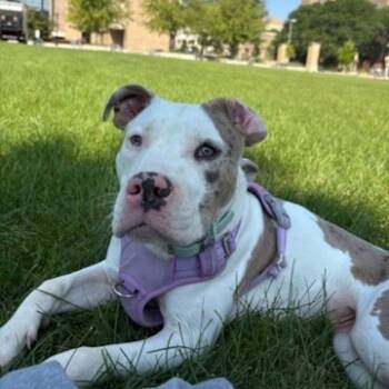Rescue Pit Bull Terrier and Mixed Breed Dogs for Adoption in Madison, Wisconsin - Kyra | PetCurious