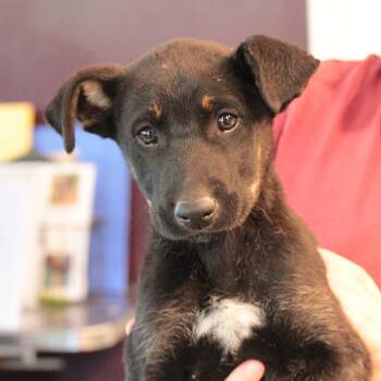 Rescue Shepherd Dogs for Adoption in San Francisco, California - Paulie | PetCurious